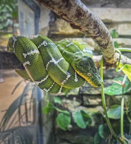 Emerald Tree Boa coiled position on a branch. Vibrant green snake with white lightning bolt patterned scales on its back and striking yellow eyes. Corallus caninus native to the Amazon rainforest