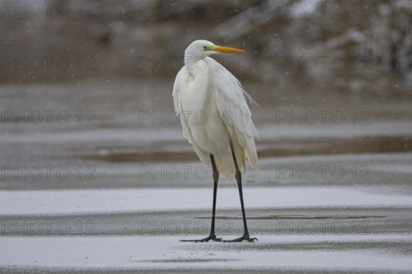 Great White Egret (Egretta alba) Germany