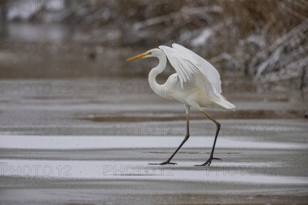 Great White Egret (Egretta alba) Germany