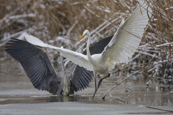 Great White Egret (Egretta alba) and Grey Heron (Ardea cinerea) Germany