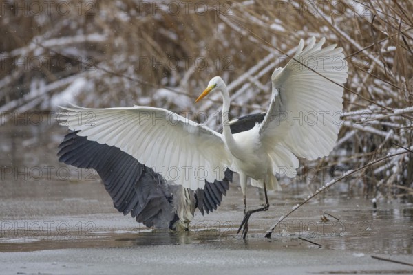 Great White Egret (Egretta alba) and Grey Heron (Ardea cinerea) Germany