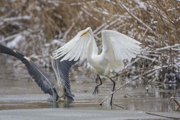 Great White Egret (Egretta alba) and Grey Heron (Ardea cinerea) Germany