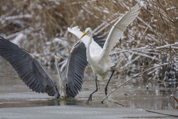 Great White Egret (Egretta alba) and Grey Heron (Ardea cinerea) Germany