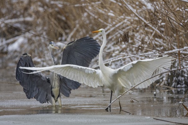 Great White Egret (Egretta alba) and Grey Heron (Ardea cinerea) Germany