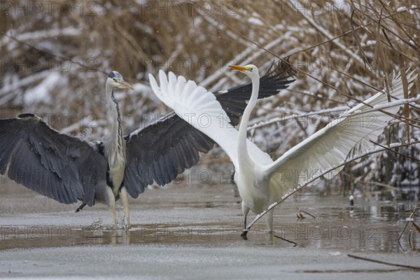 Great White Egret (Egretta alba) and Grey Heron (Ardea cinerea) Germany