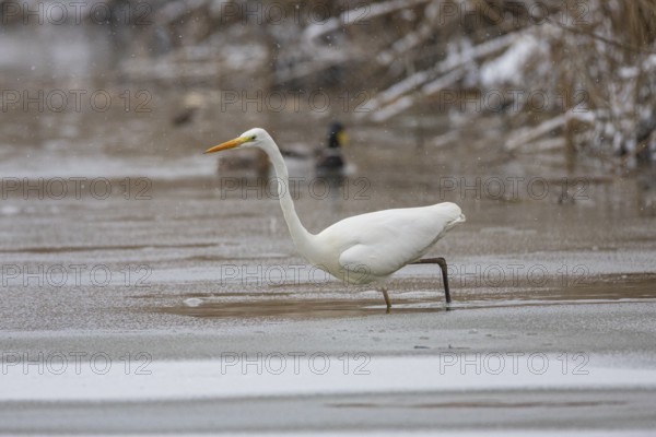 Great White Egret (Egretta alba) Germany