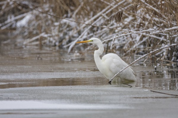 Great White Egret (Egretta alba) Germany