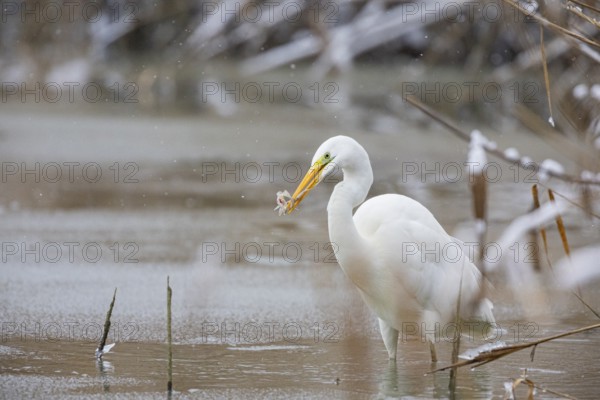 Great White Egret (Egretta alba) Germany