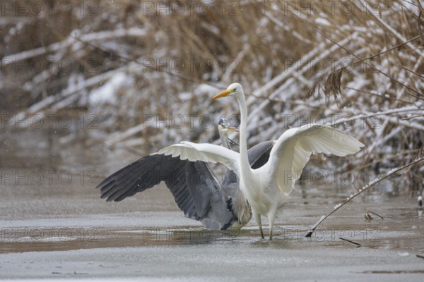 Great White Egret (Egretta alba) and Grey Heron (Ardea cinerea) Germany