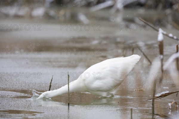 Great White Egret (Egretta alba) Germany