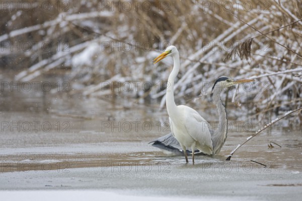 Great White Egret (Egretta alba) and Grey Heron (Ardea cinerea) Germany