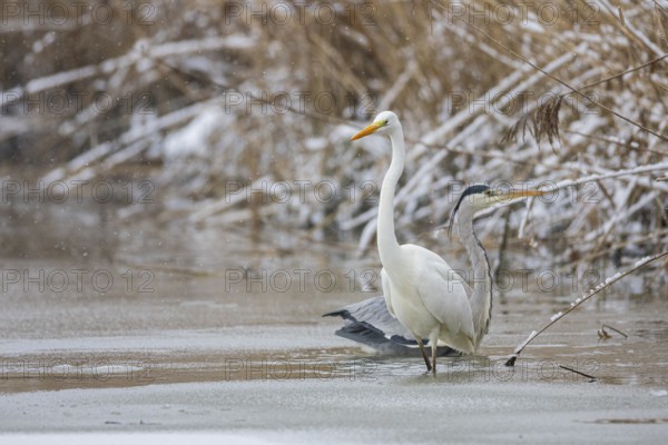 Great White Egret (Egretta alba) and Grey Heron (Ardea cinerea) Germany