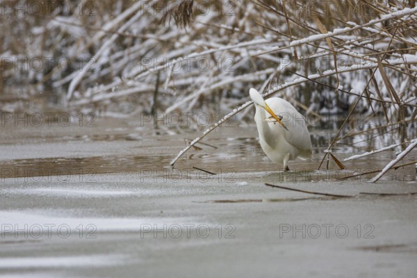 Great White Egret (Egretta alba) Germany