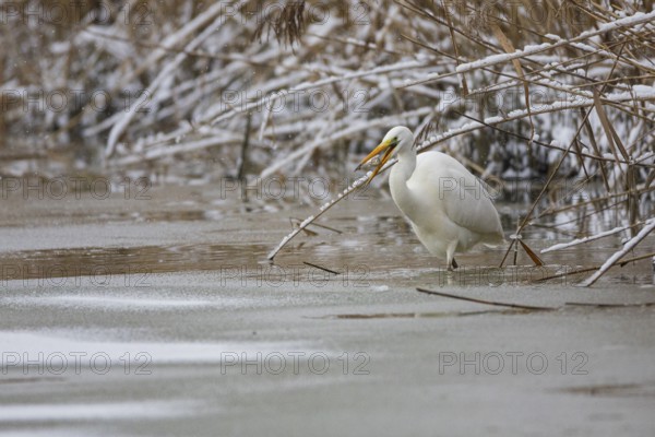Great White Egret (Egretta alba) Germany
