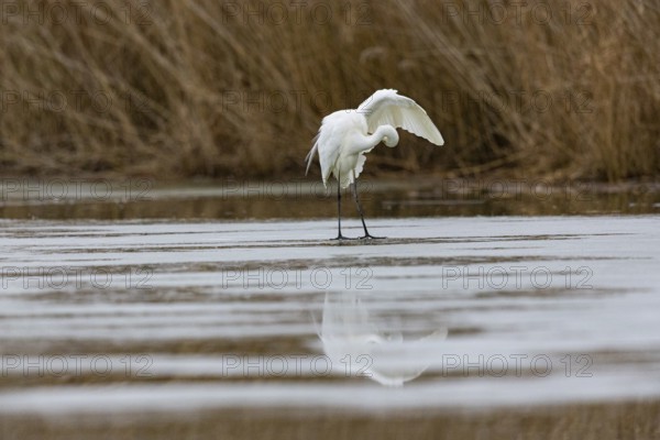 Great White Egret (Egretta alba) Germany