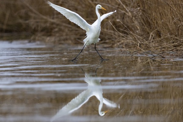 Great White Egret (Egretta alba) Germany