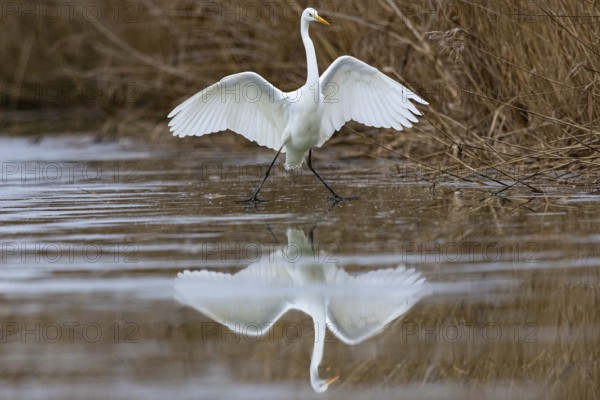 Great White Egret (Egretta alba) Germany