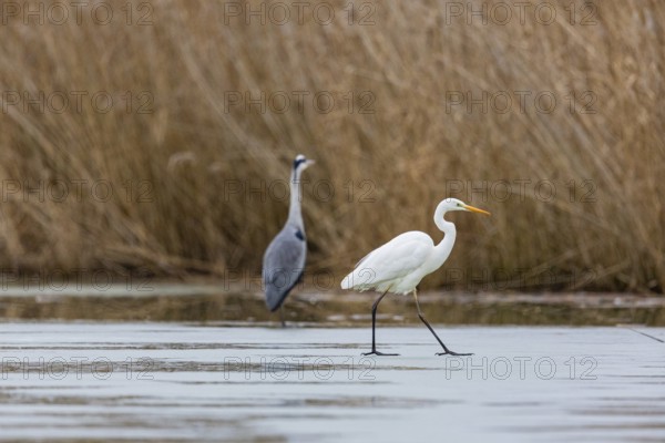 Great White Egret (Egretta alba) and Grey Heron (Ardea cinerea) Germany