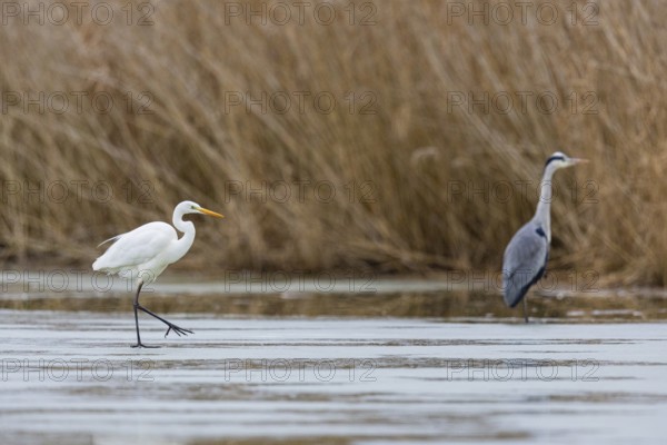 Great White Egret (Egretta alba) and Grey Heron (Ardea cinerea) Germany