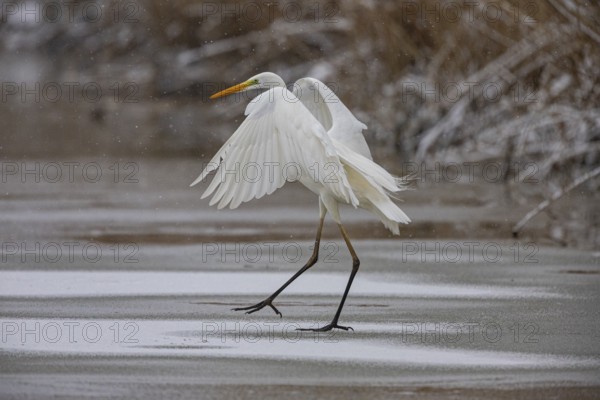 Great White Egret (Egretta alba) Germany