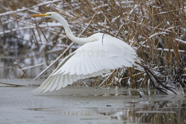 Great White Egret (Egretta alba) Germany