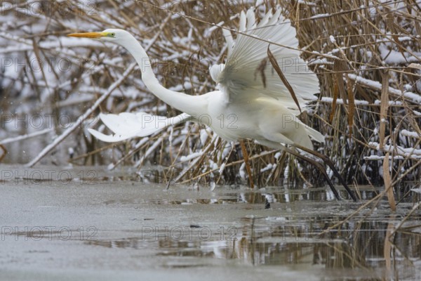 Great White Egret (Egretta alba) Germany