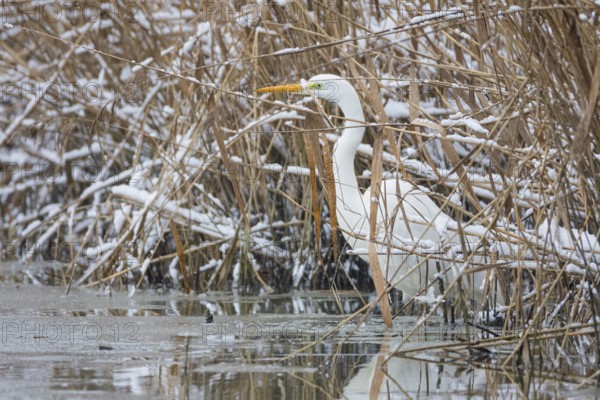 Great White Egret (Egretta alba) Germany