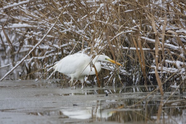 Great White Egret (Egretta alba) Germany