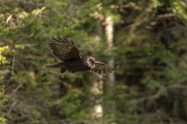 Ural owl (Strix uralensis), melanistic, owl, on branch, Koroska, Slovenia