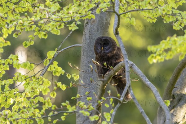 Ural owl (Strix uralensis), melanistic, owl, on branch, Koroska, Slovenia