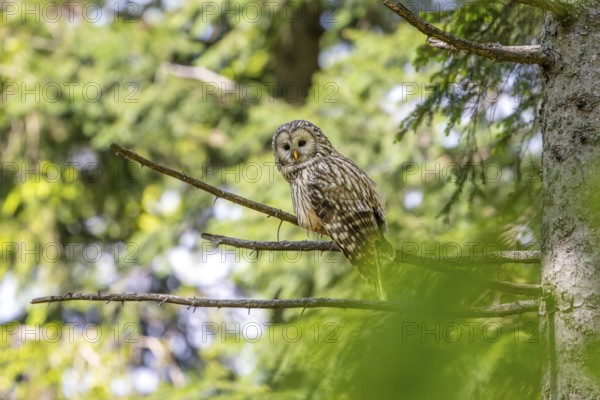 Ural owl (Strix uralensis), owl, on a branch, Koroska, Slovenia