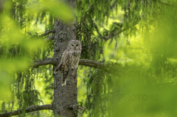 Ural owl (Strix uralensis), owl, on a branch, Koroska, Slovenia