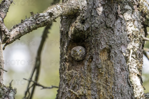 Pygmy Owl (Glaucidium passerinum), owl, in nesting cave, Koroska, Slovenia