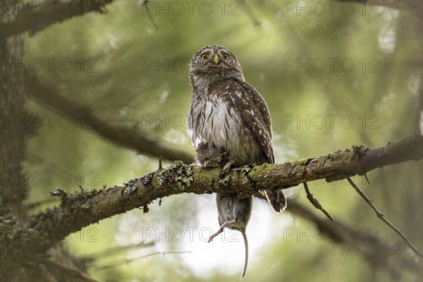 Pygmy Owl (Glaucidium passerinum), owl, with mouse, on branch, Koroska, Slovenia