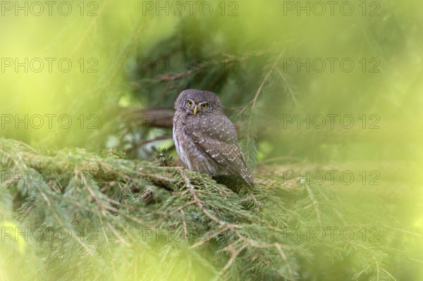 Pygmy Owl (Glaucidium passerinum), owl, on branch, Koroska, Slovenia