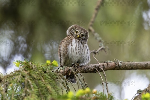Pygmy Owl (Glaucidium passerinum), owl, on branch, Koroska, Slovenia