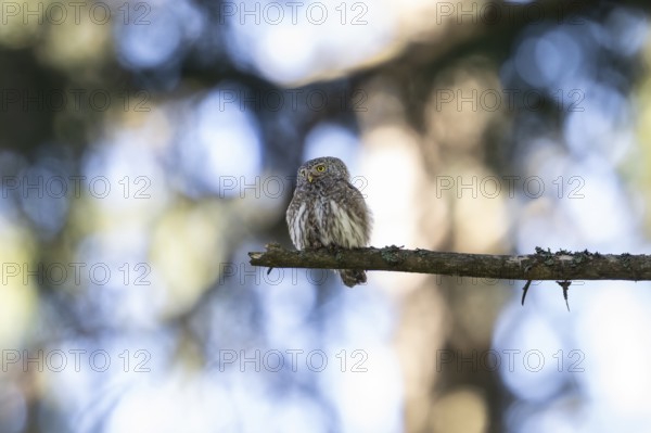 Pygmy Owl (Glaucidium passerinum), owl, on branch, Koroska, Slovenia