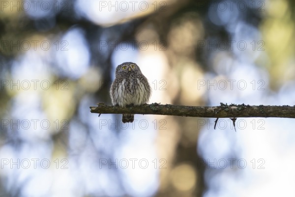 Pygmy Owl (Glaucidium passerinum), owl, on branch, Koroska, Slovenia