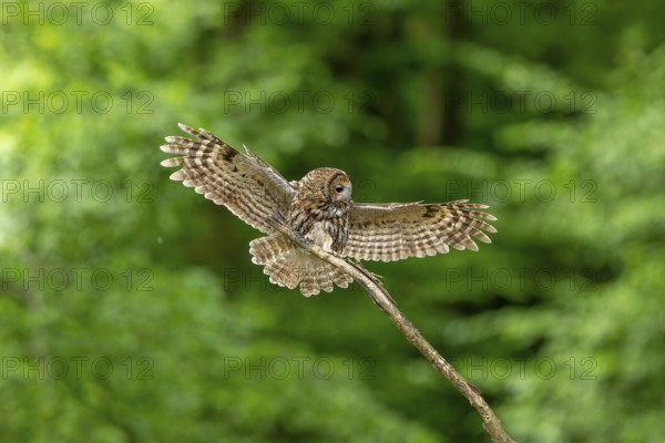 Tawny owl (Strix aluco), owl, approaching, Koroschka, Slovenia