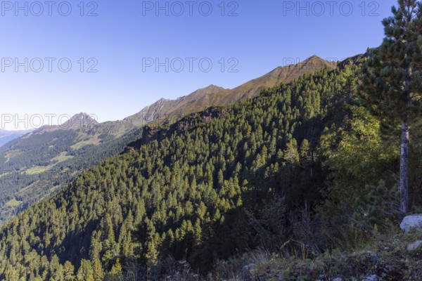 Landscape panorama, Mountain forest, Mountain pines, Autumnal, Uttendorf Pinzgau