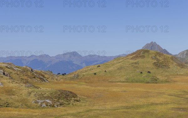 Mountain panorama, Uttendorf Pinzgau, autumn landscape, alpenglow, alpine pasture farming