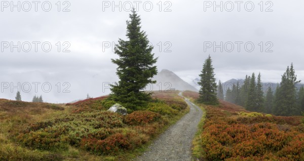 Hiking trail through colourful landscape with fog in autumn, Schladminger Tauern, Schladming, Styria, Austria