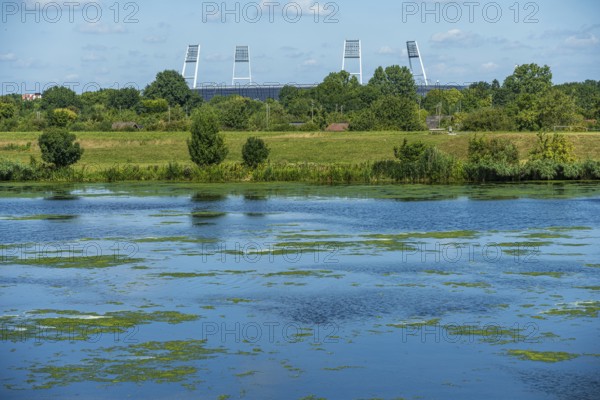 River with algae in the foreground, surrounded by trees and grass under a blue sky. A stadium can be seen in the background, Weser cycle path, Weser, floodlight masts Weserstadion, Bremen