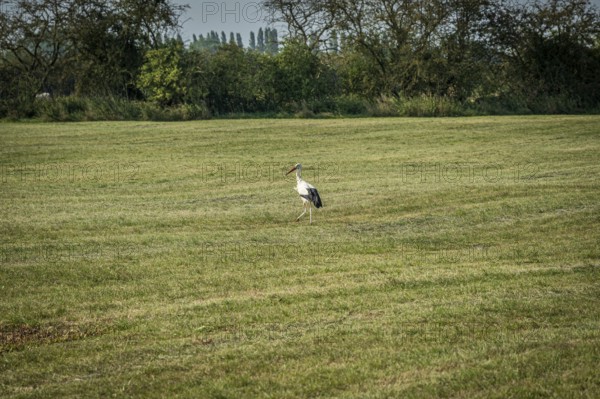 A single stork stands in a green meadow, surrounded by trees under a clear sky, Weser cycle path, white stork, Ciconia ciconia