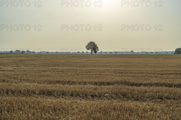 A wide field with a single tree under a pale sky and gentle sun, Weser cycle path, Nienburg Weser district, Balge, Lower Saxony, Germany