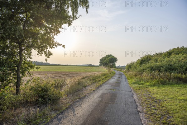 An idyllic country lane lined with trees leads through a green landscape at sunset, Nienburg Weser district, Marklohe, Lower Saxony, Germany