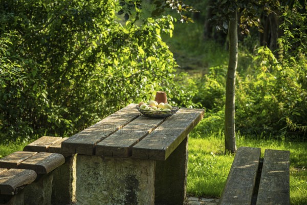 A garden table with fruit bowl and wooden bench, surrounded by green foliage in the sunlight, Bücken, district of Nienburg Weser, Lower Saxony
