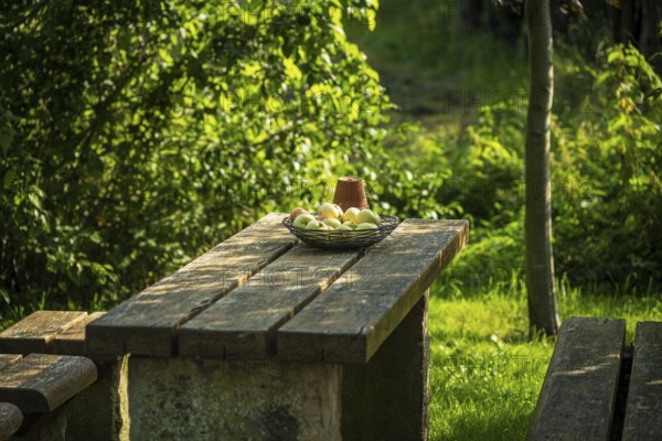 Wooden bench and table in the garden with fruit bowl, surrounded by lush greenery and sunlight, Bücken, district of Nienburg Weser, Lower Saxony