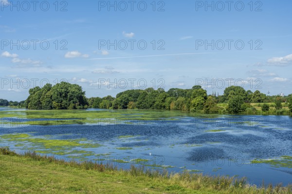An expansive river landscape with algae in the water and green meadows, Weser cycle path, Weser, Werdersee, Neustadt, Bremen, Bremen, Germany