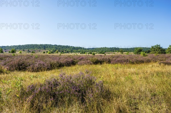 Landscape with heather and yellow grass in front of rolling hills under a clear sky, Haltern-Borkenberge nature reserve, North Rhine-Westphalia